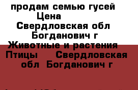 продам семью гусей › Цена ­ 5 000 - Свердловская обл., Богданович г. Животные и растения » Птицы   . Свердловская обл.,Богданович г.